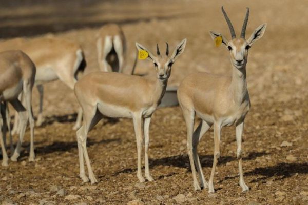 INGRESSO PARA O AL AIN ZOO E AL AIN WILDLIFE PARK