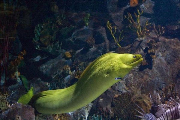 MERGULHO COM SNORKEL EM PUERTO MORELOS